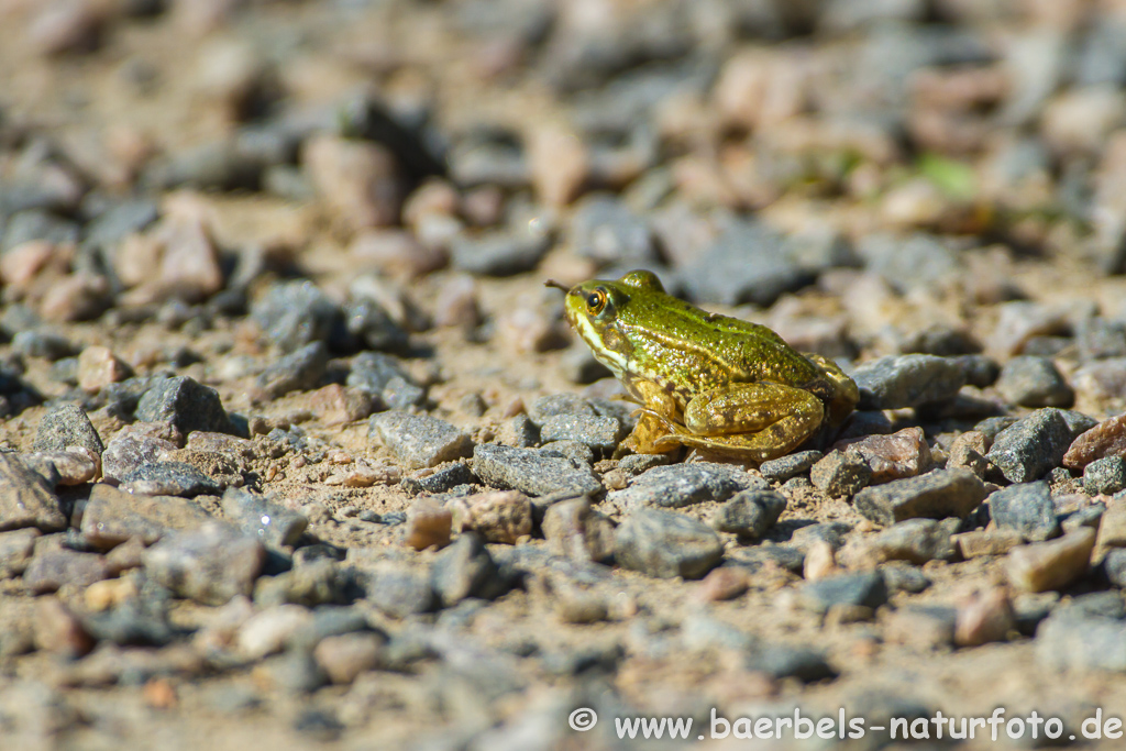 Grünfrosch