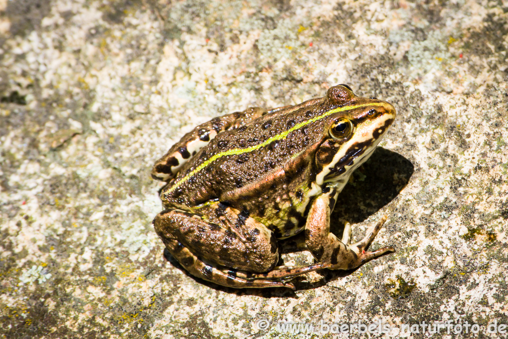 Grünfrosch