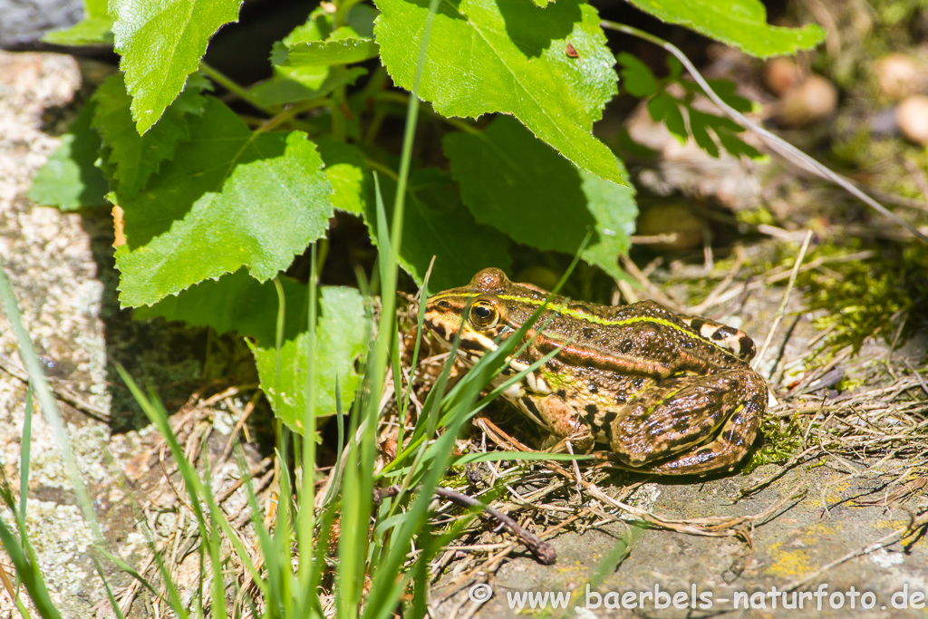 Grünfrosch