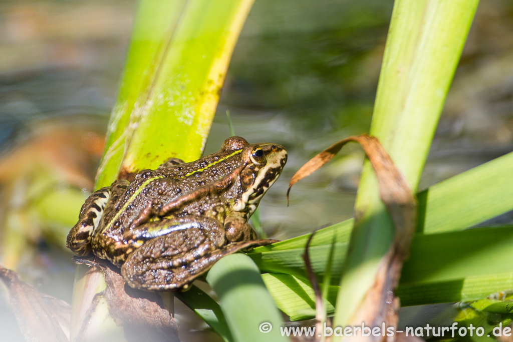 Grünfrosch