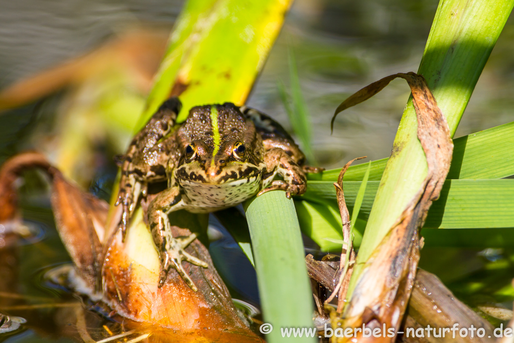 Grünfrosch