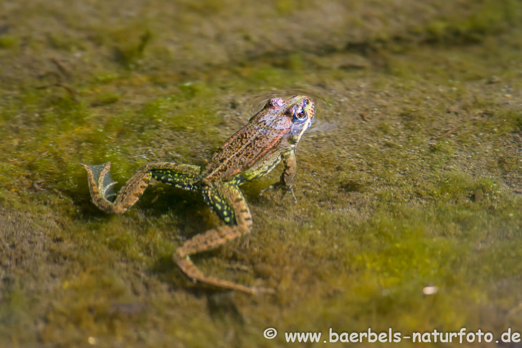 Grünfrosch