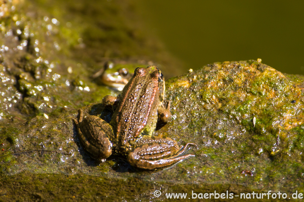 Grünfrosch