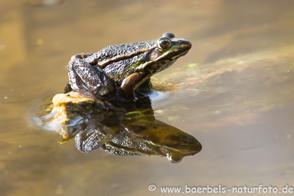 Grünfrosch