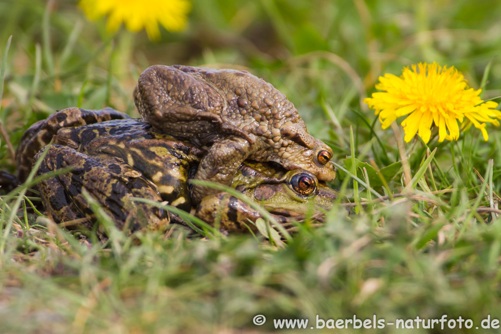 Grünfrosch