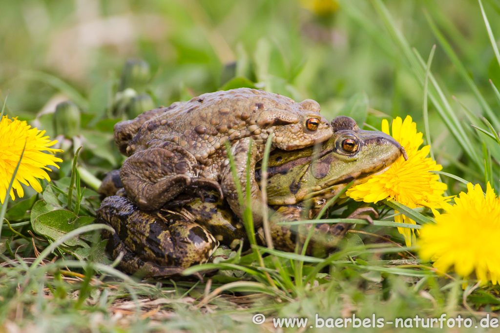 Grünfrosch