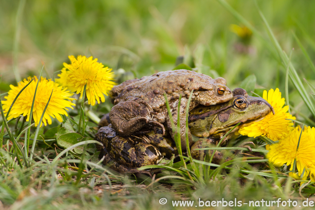 Grünfrosch