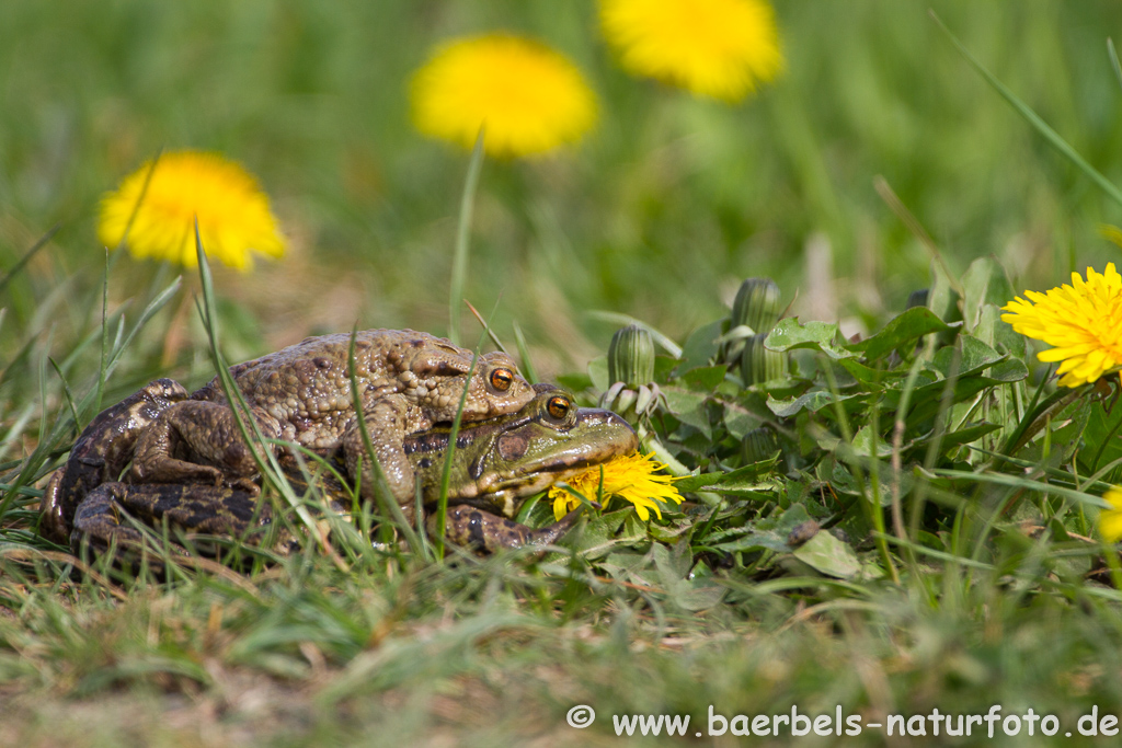 Grünfrosch