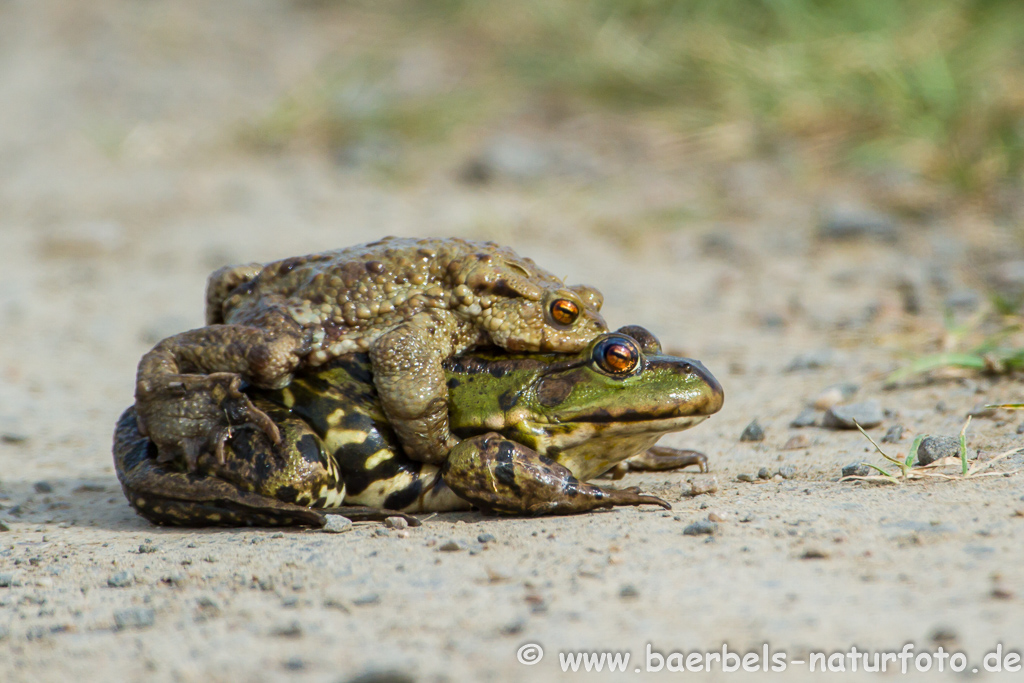 Grünfrosch