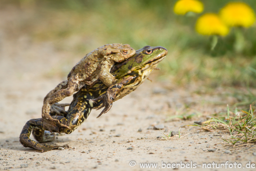 Grünfrosch