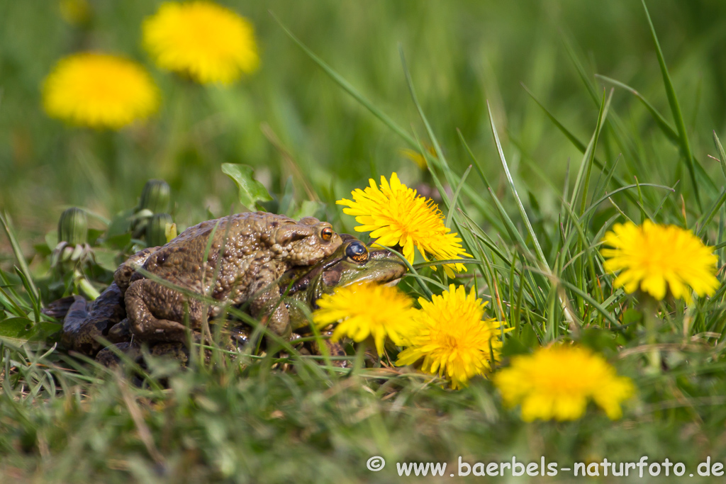 Grünfrosch