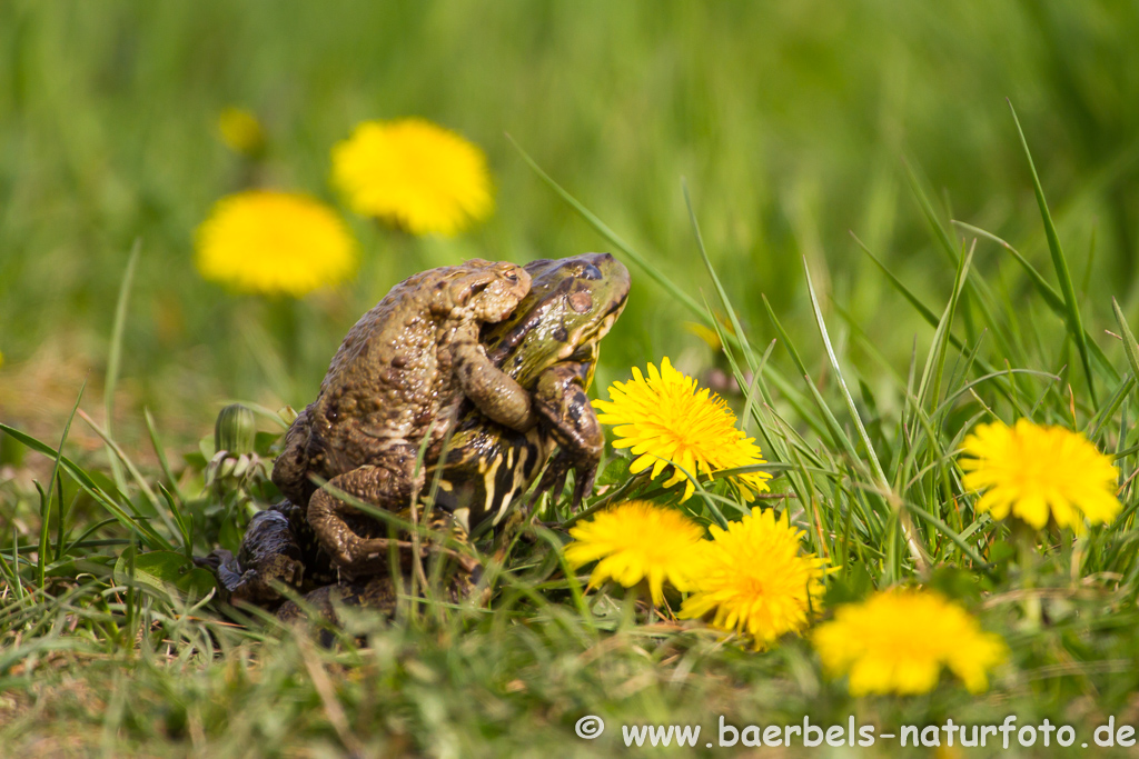 Grünfrosch