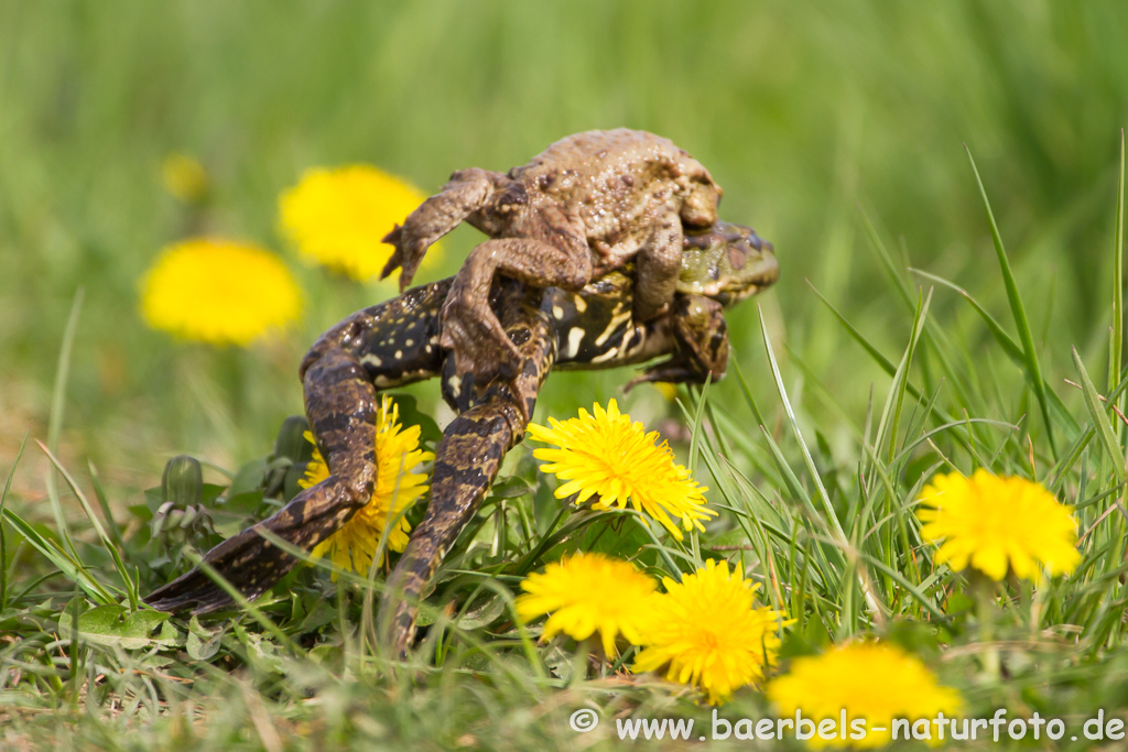 Grünfrosch