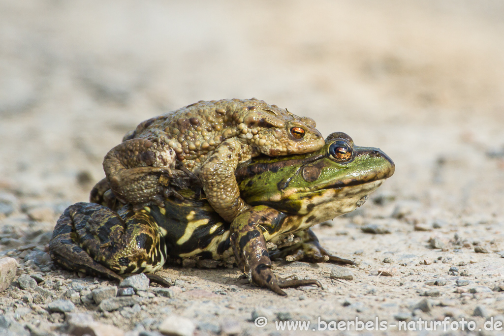 Grünfrosch