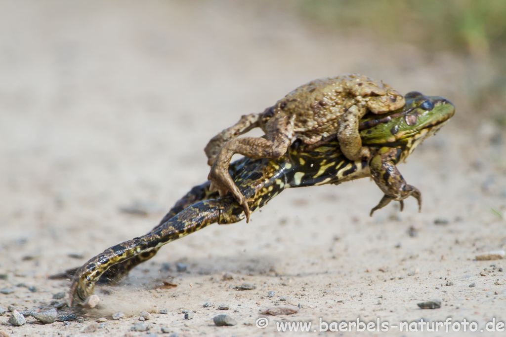 Grünfrosch