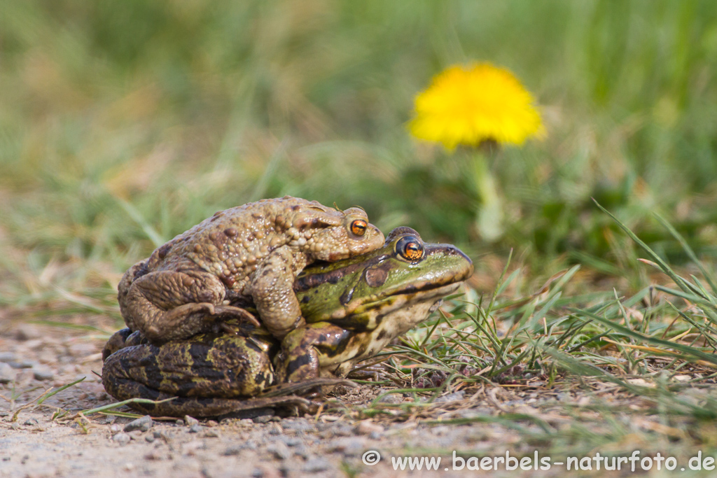 Grünfrosch