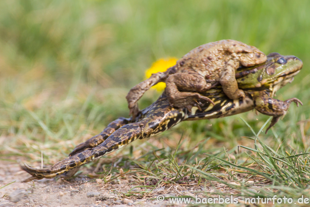 Grünfrosch