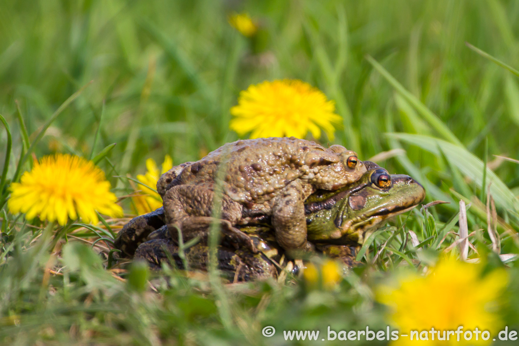 Grünfrosch