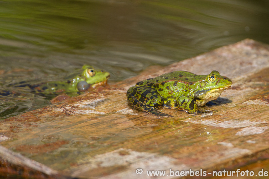 Grünfrosch