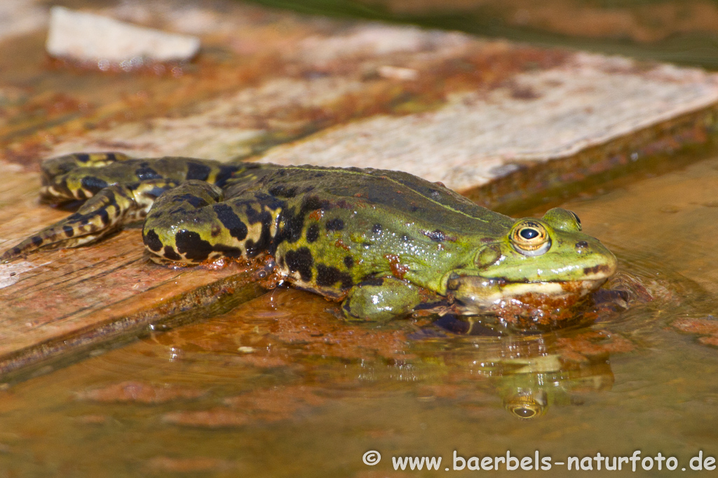 Grünfrosch