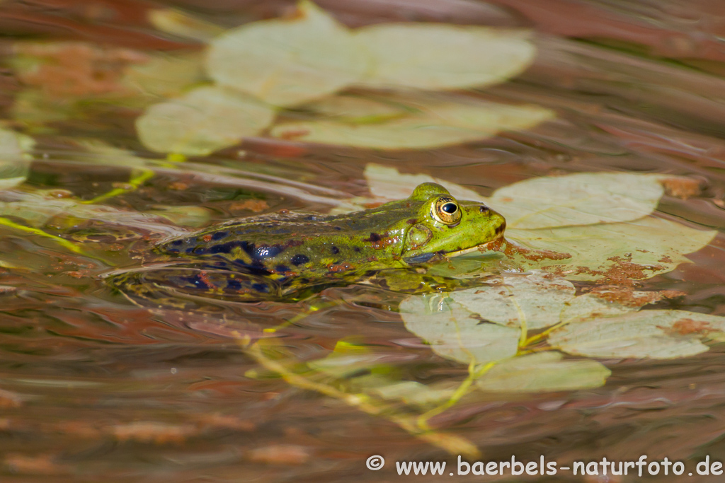 Grünfrosch