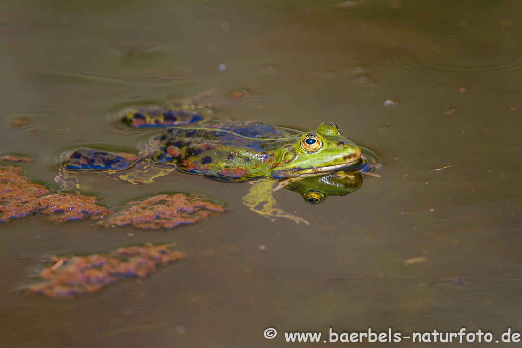 Grünfrosch