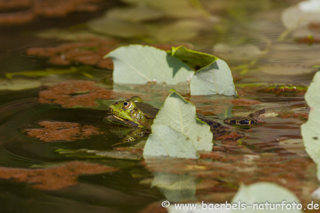 Grünfrosch