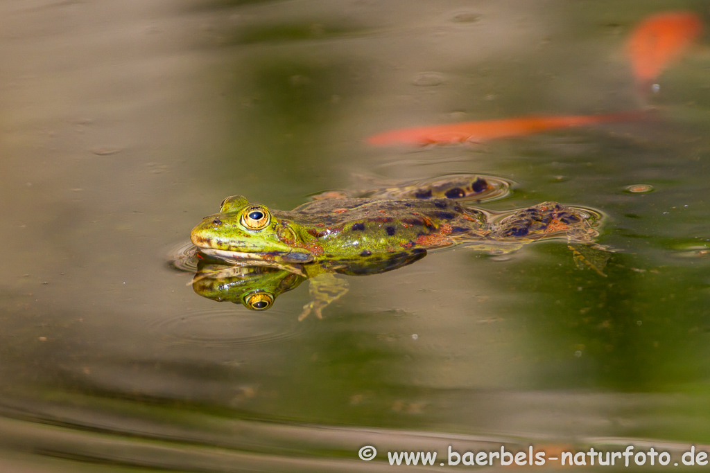 Grünfrosch