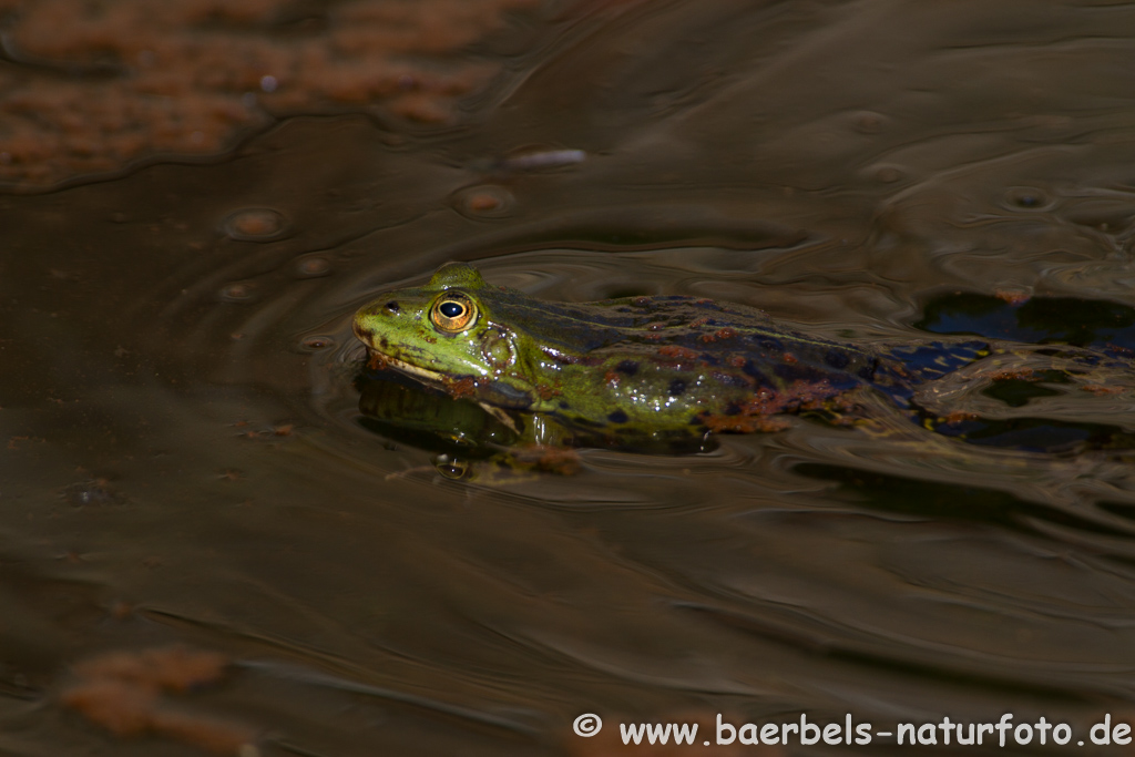 Grünfrosch