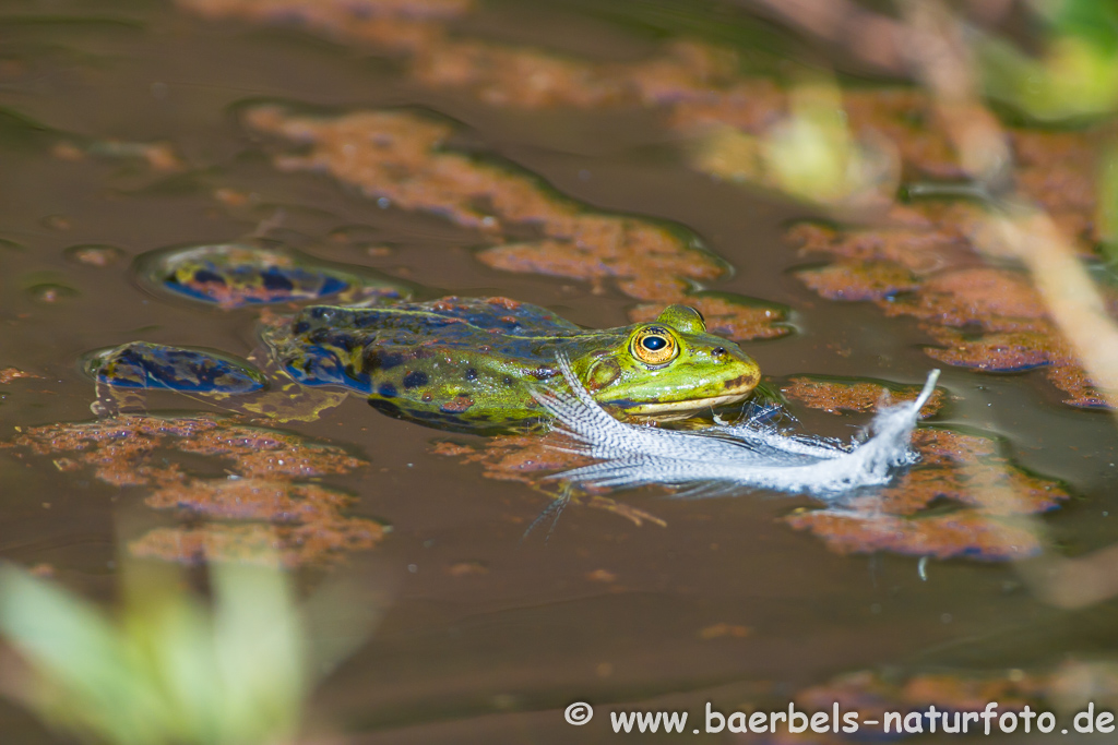 Grünfrosch