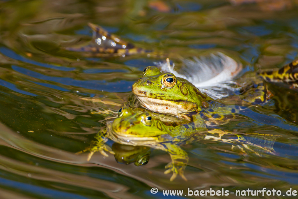 Grünfrosch