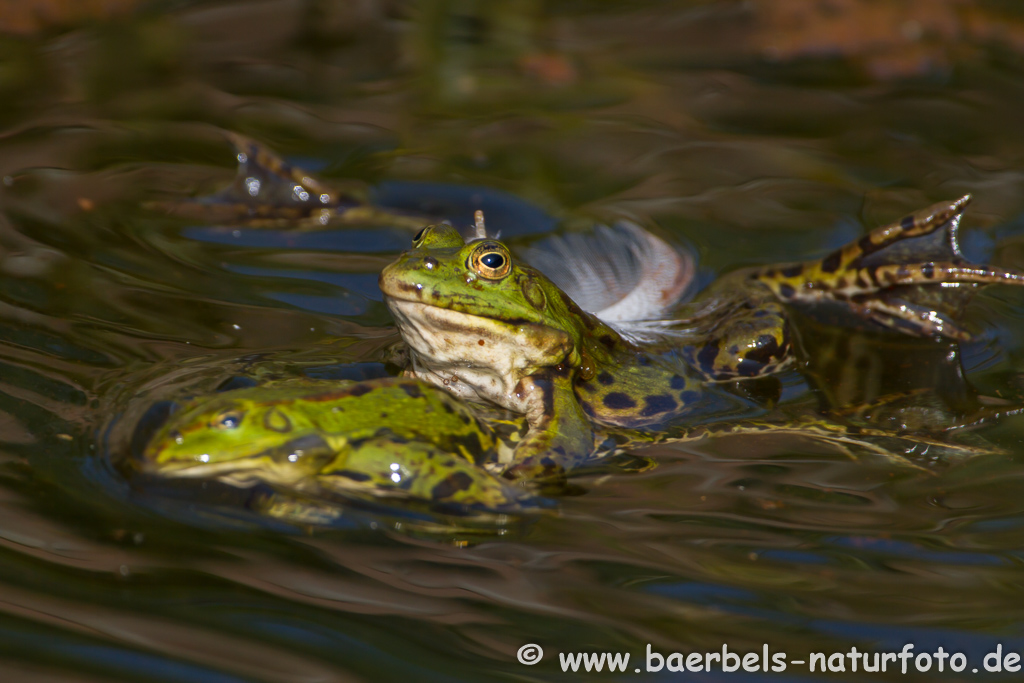 Grünfrosch