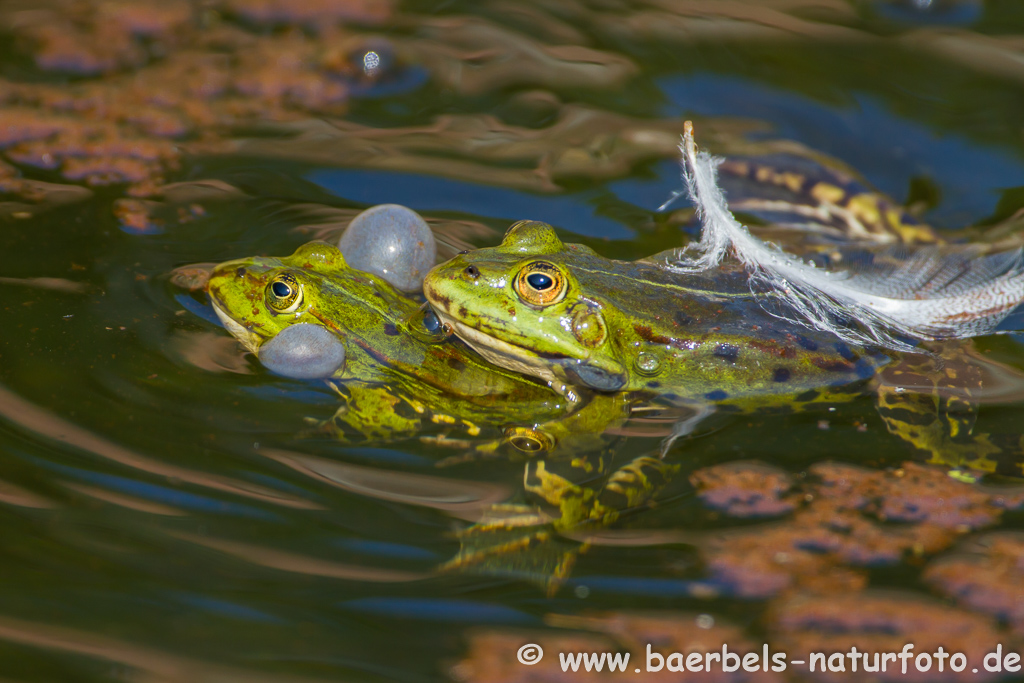 Grünfrosch