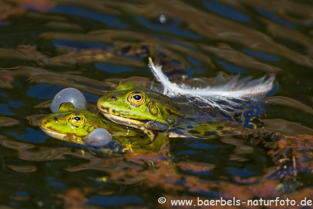 Grünfrosch