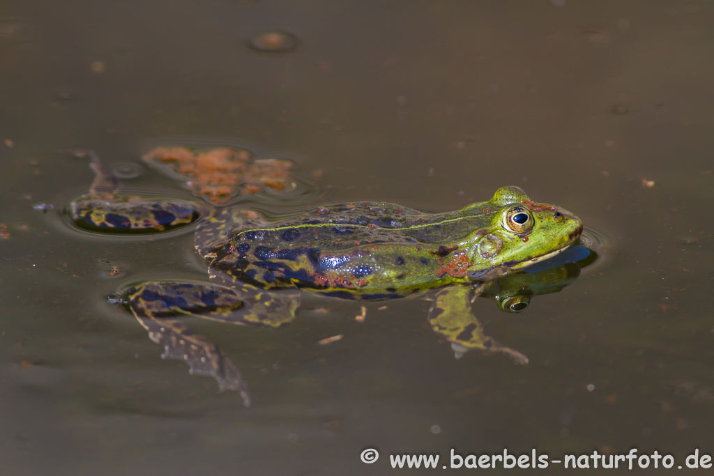 Grünfrosch