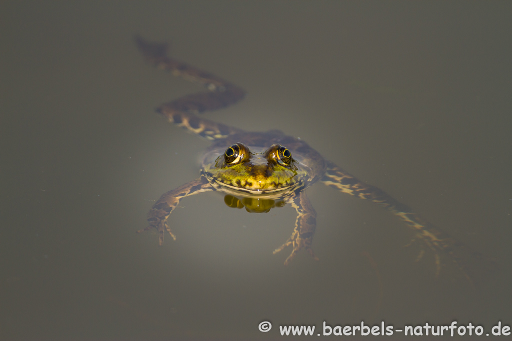 Grünfrosch