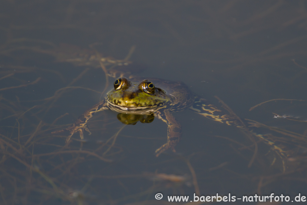 Grünfrosch