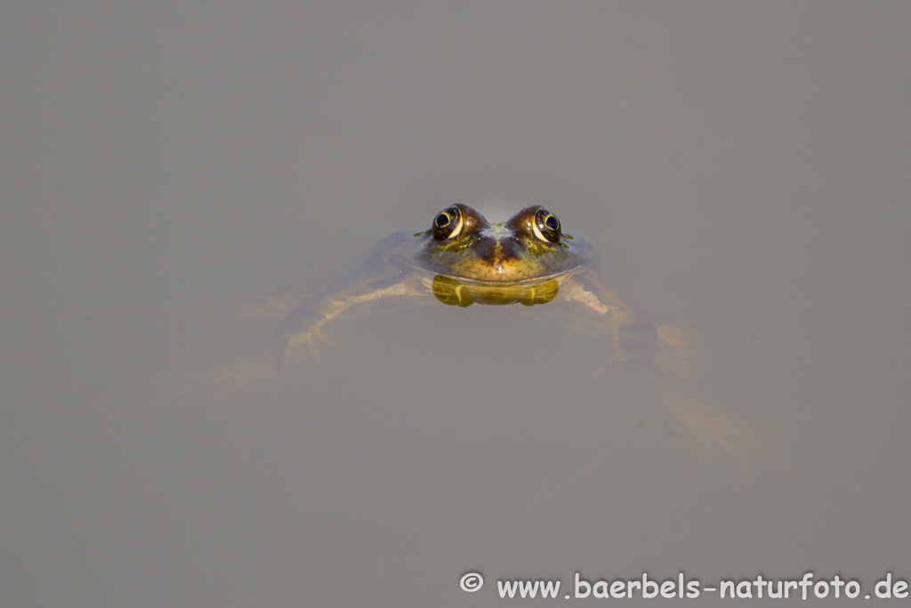 Grünfrosch