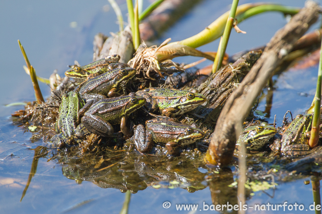 Grünfrosch