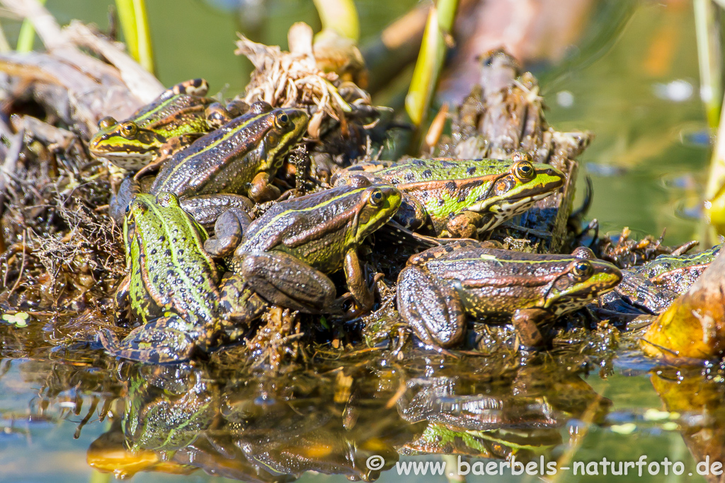 Grünfrosch