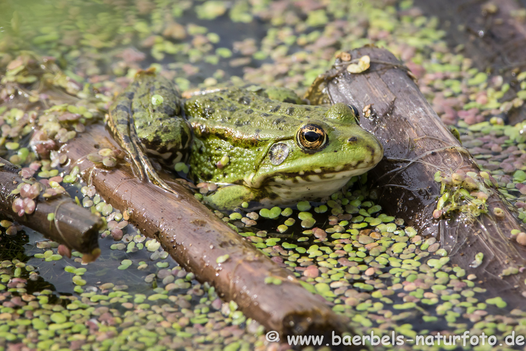 Grünfrosch