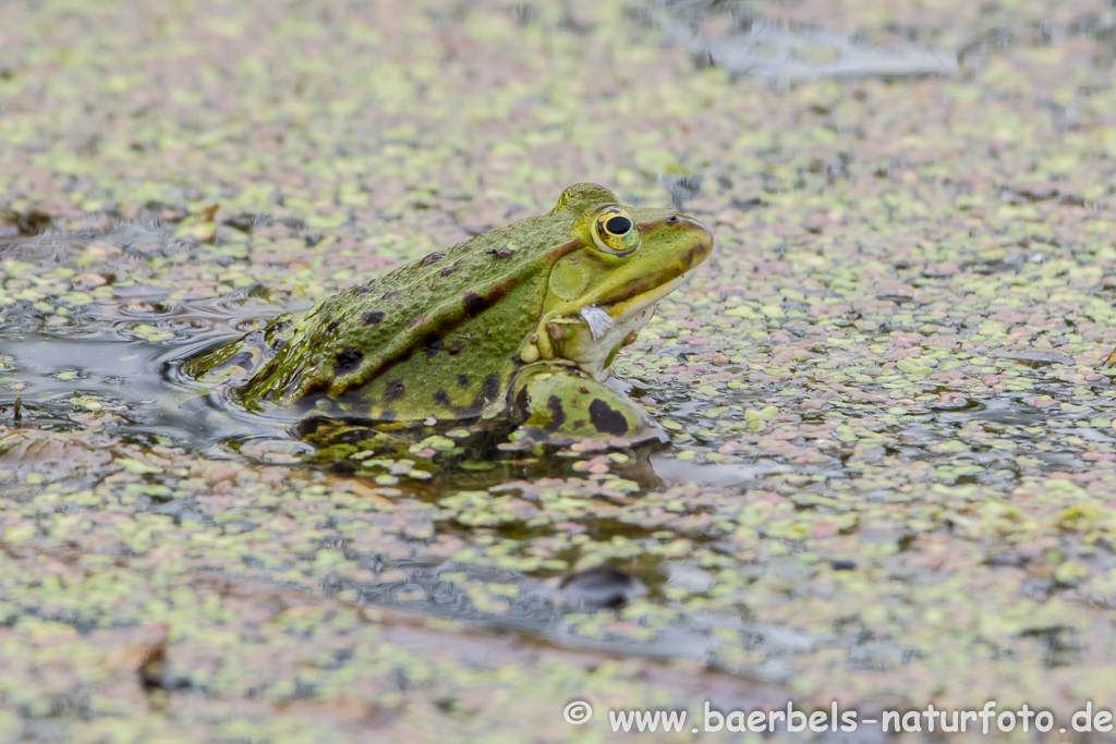 Grünfrosch