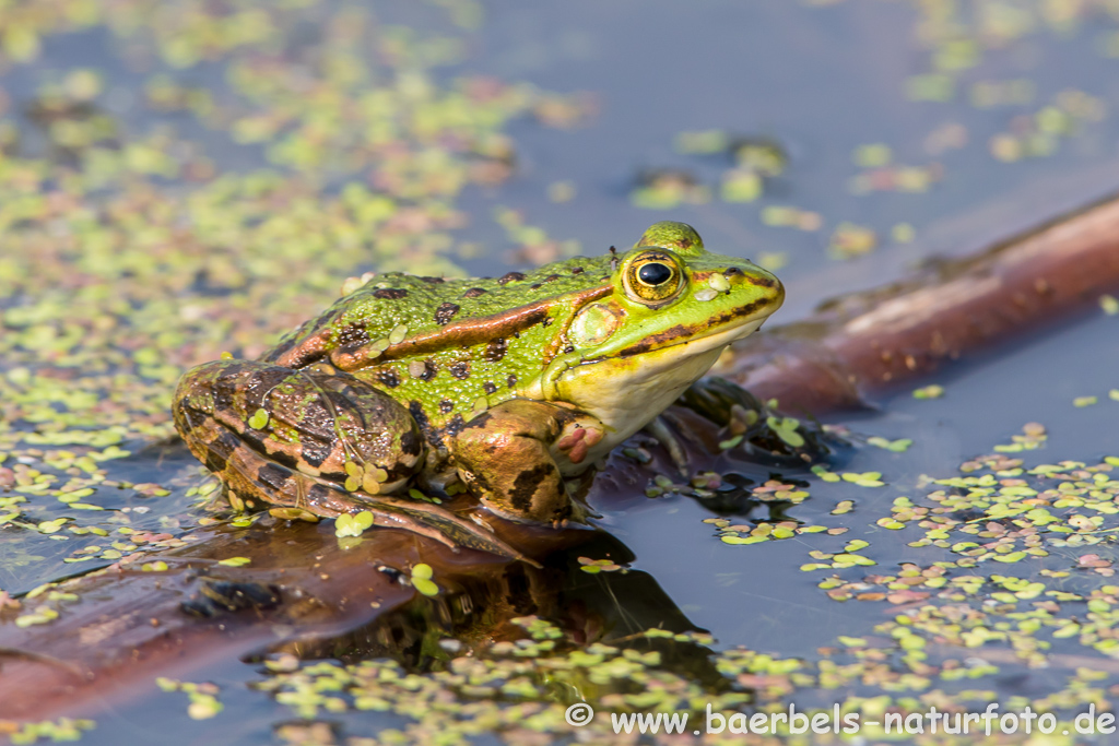 Grünfrosch