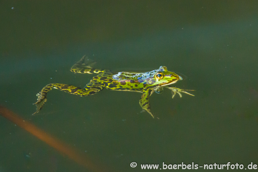 Grünfrosch