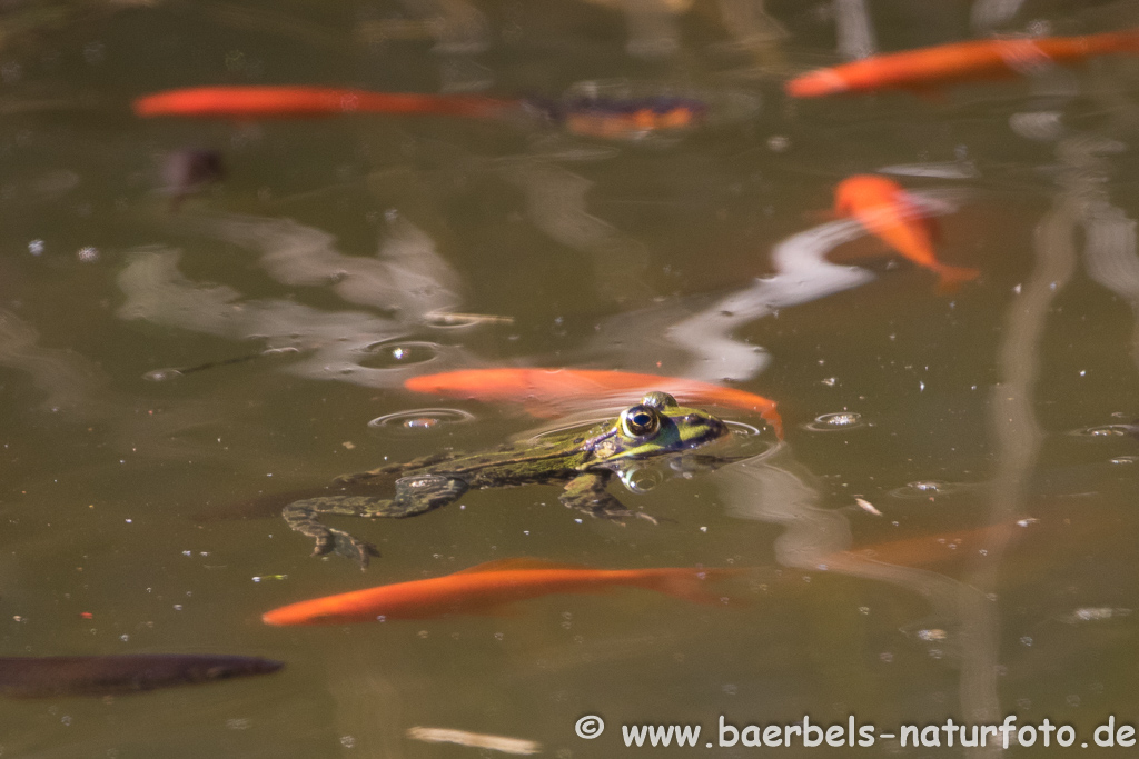 Grünfrosch