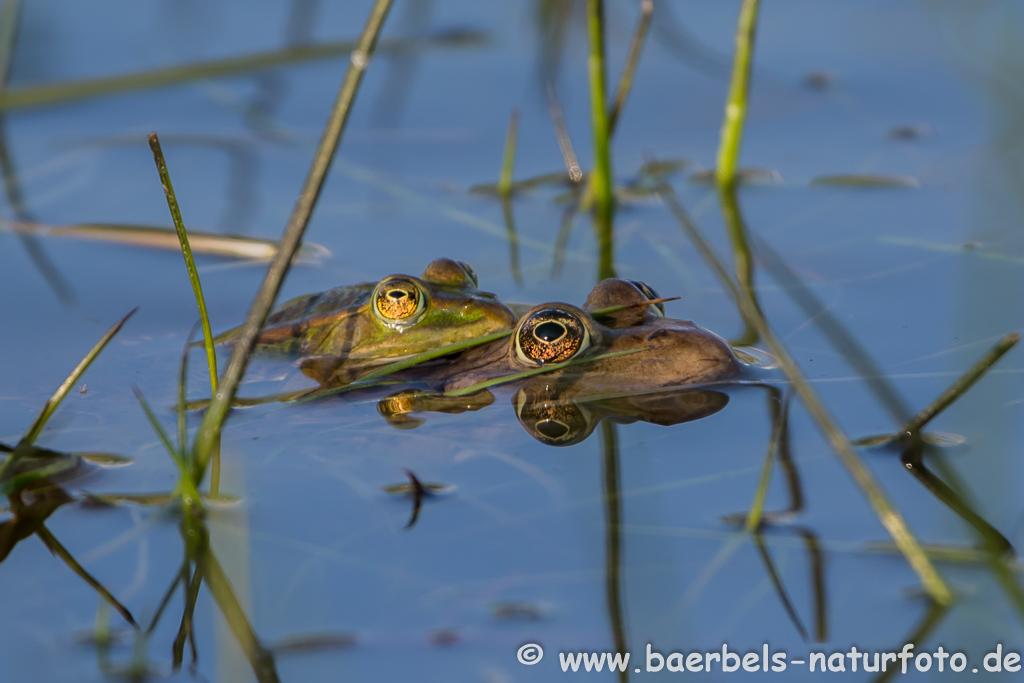 Grünfrosch