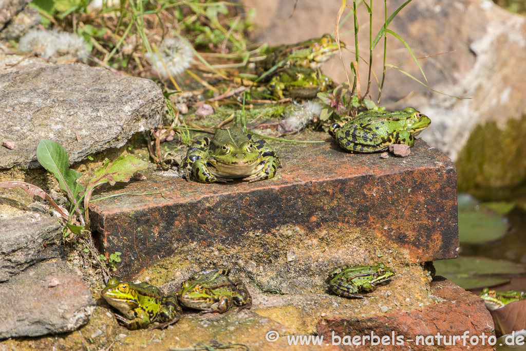 Grünfrosch