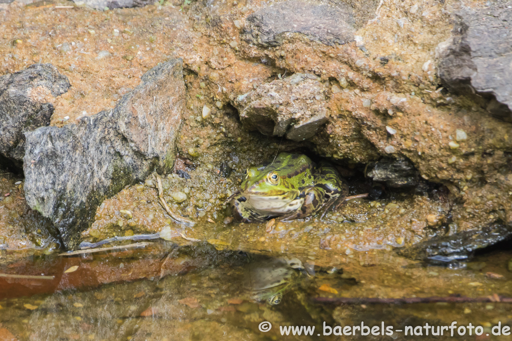 Grünfrosch