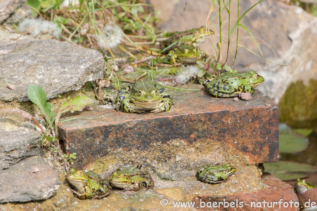 Grünfrosch