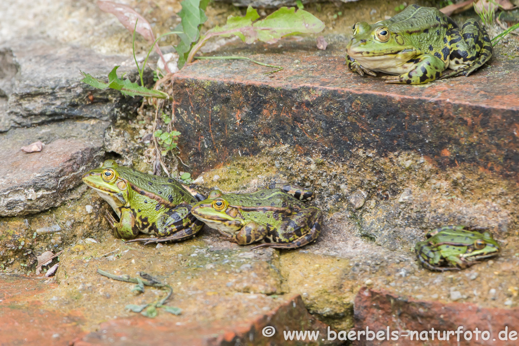 Grünfrosch